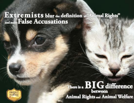 Animal Right Vs. Animal Abuse