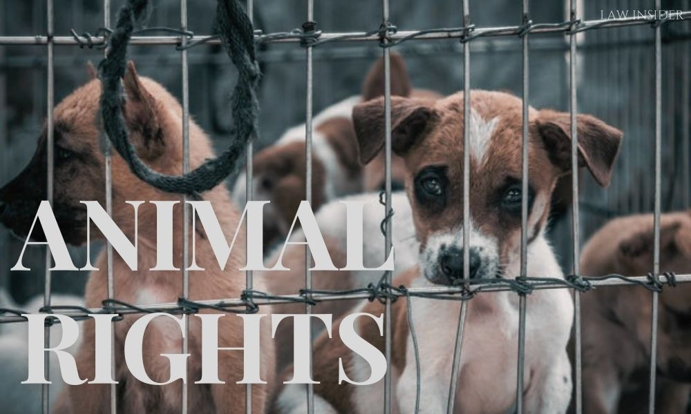 Animal Right Vs. Animal Abuse