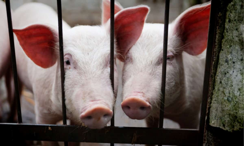 Captivity and Human Perception of Animals: Does Seeing Animals in Captivity Normalize Exploitation? image 23