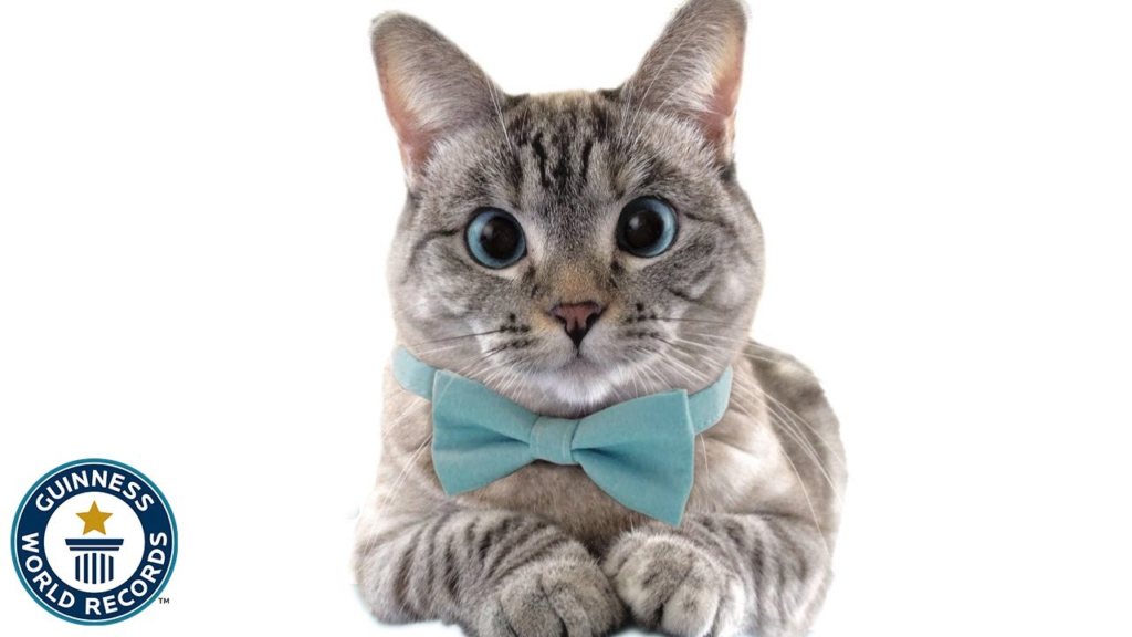 Petfluencing : Novelty or Cruelty? image 27